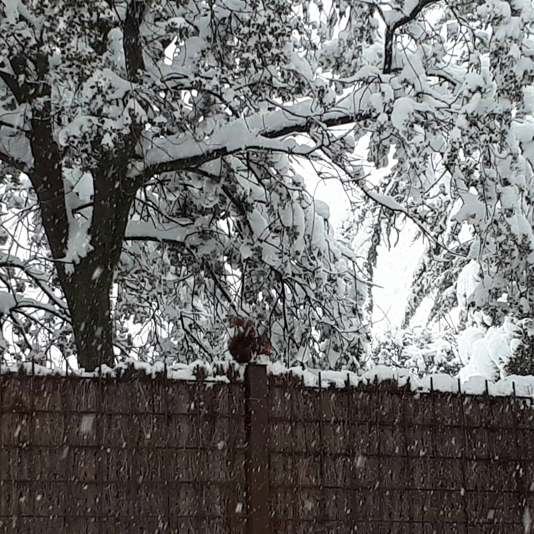 Foto: Filomena y la Ardilla - Ciudalcampo (Madrid), España