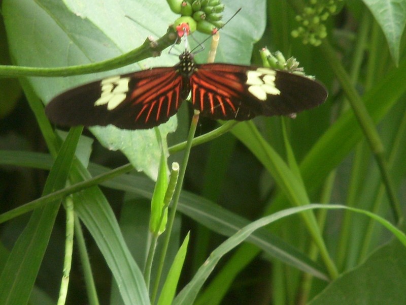 Foto de Guanay (La Paz), Bolivia