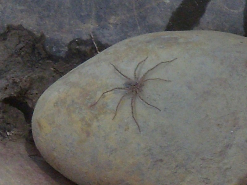 Foto: río Kaka, frecuentado por arañas - Teoponte (La Paz), Bolivia