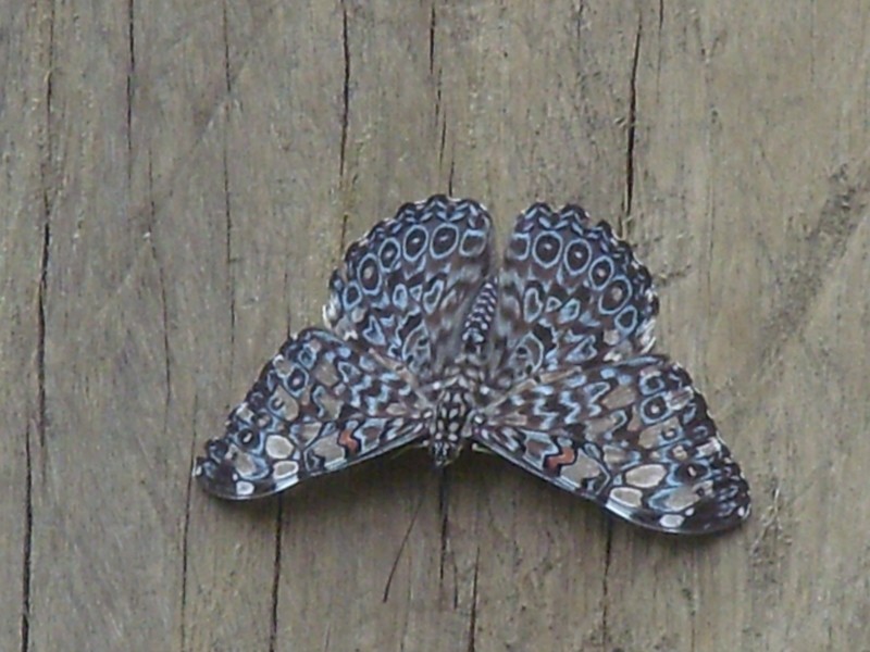 Foto de San Buenaventura (La Paz), Bolivia