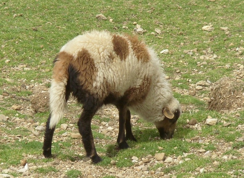 Foto: oveja manchada - Isla del Sol, lago Titicaca (La Paz), Bolivia