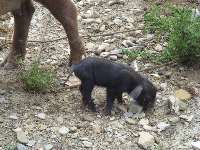 Foto de Isla del Sol, lago Titicaca (La Paz), Bolivia