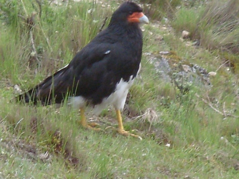Foto: ave llamada - Charazani (La Paz), Bolivia