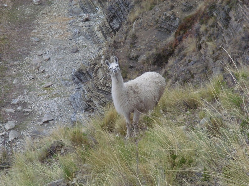 Foto: Llama - Zona de Copacabana (La Paz), Bolivia