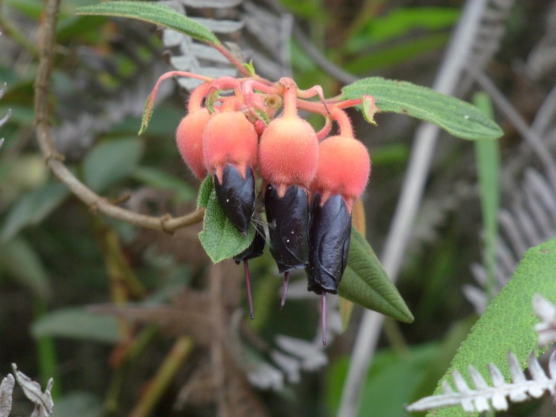 Foto: flora local - Chuma (La Paz), Bolivia