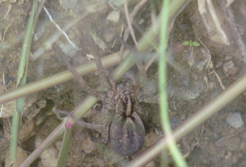 Foto: fauna local - Zona de Sorata (La Paz), Bolivia