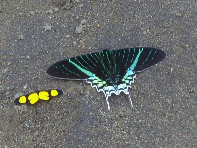 Foto de Guanay (La Paz), Bolivia
