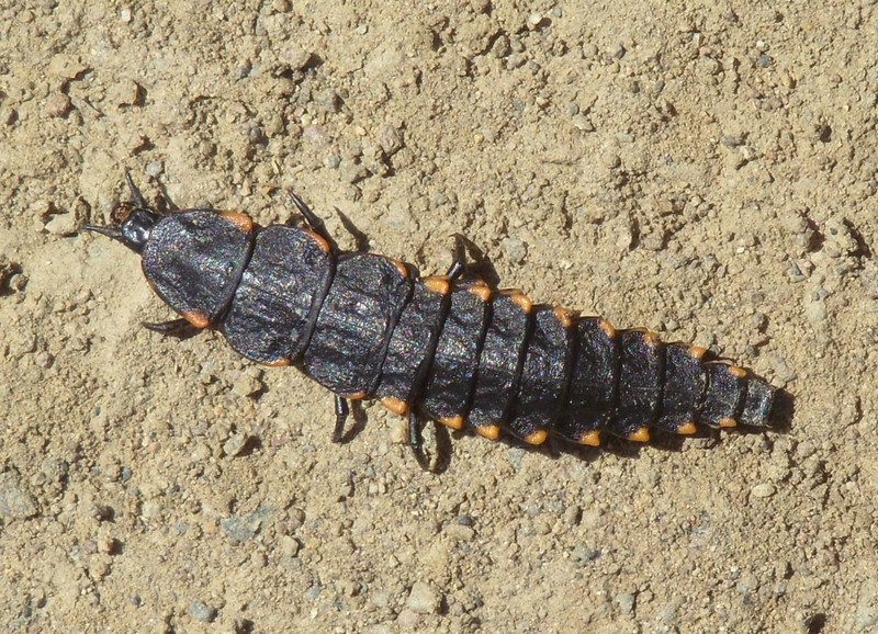 Foto de Toke Ajllata (La Paz), Bolivia
