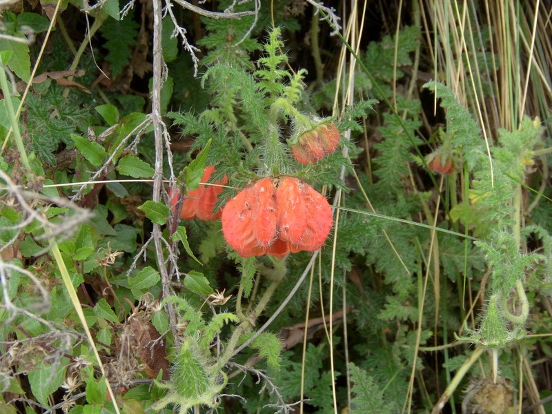 Foto: Flora local - Zona de Copacabana (La Paz), Bolivia