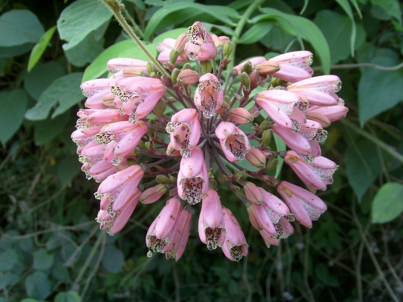 Foto de Teoponte (La Paz), Bolivia