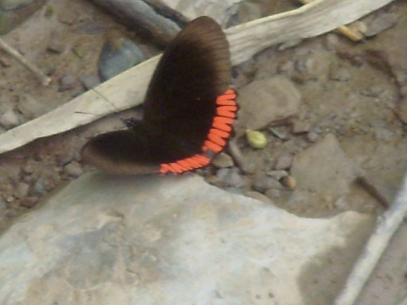 Foto de Guanay (La Paz), Bolivia