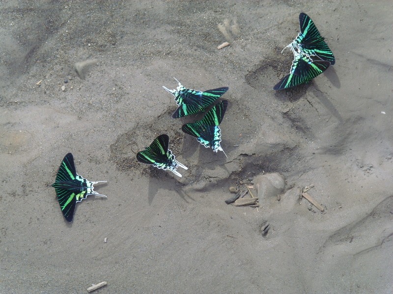 Foto de Teoponte (La Paz), Bolivia