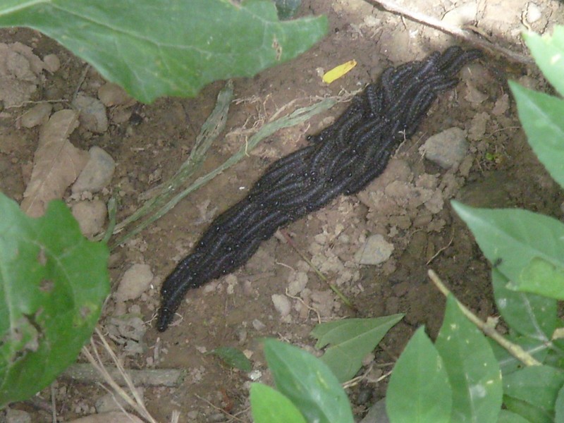 Foto: masa de gusanos avanzando - Teoponte (La Paz), Bolivia
