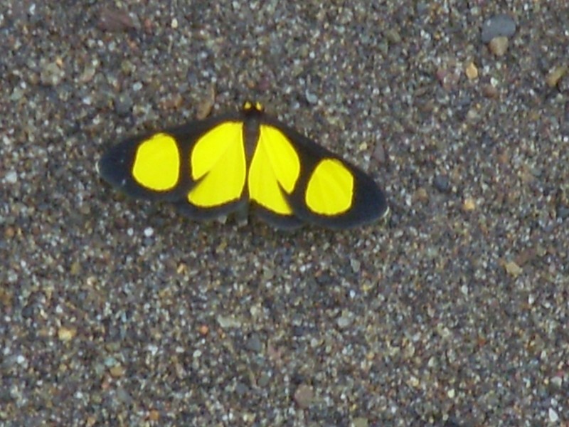 Foto de Guanay (La Paz), Bolivia