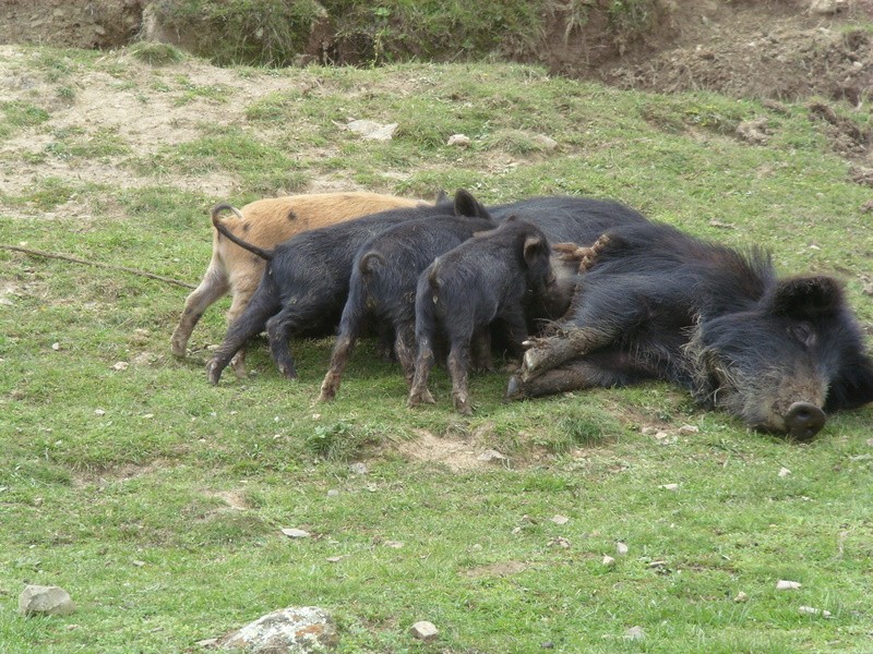 Foto de Caata (La Paz), Bolivia