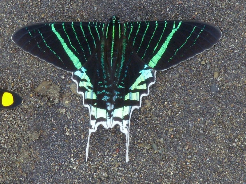 Foto de Guanay (La Paz), Bolivia