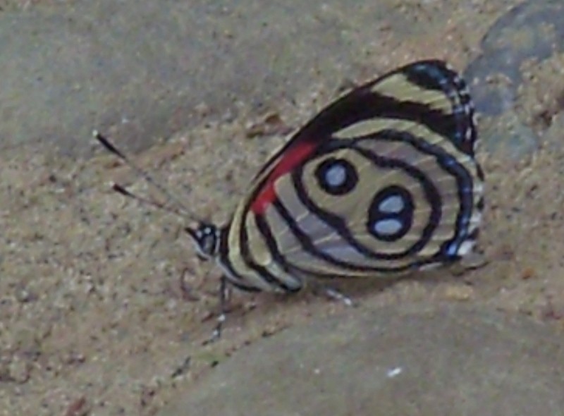 Foto de Suapi (La Paz), Bolivia