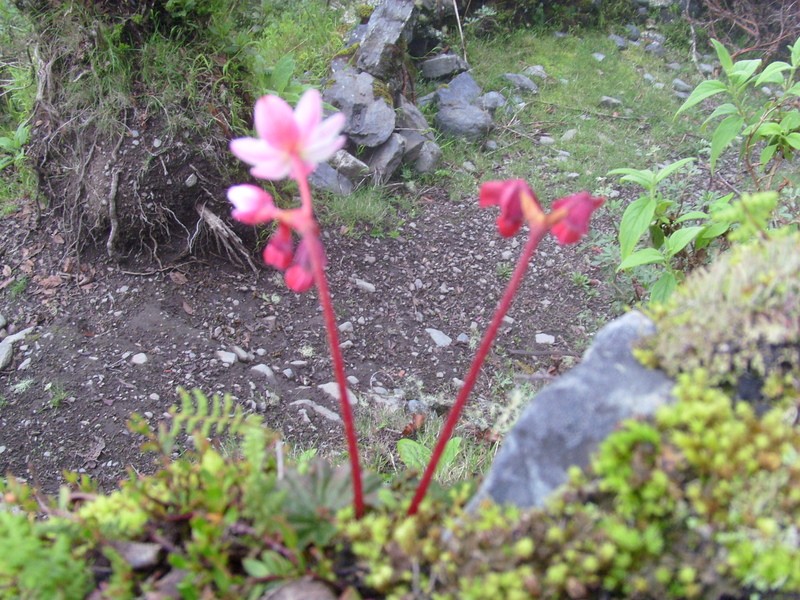 Foto: flora local - Pelechuco (La Paz), Bolivia