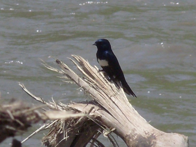 Foto de Witoponte (La Paz), Bolivia