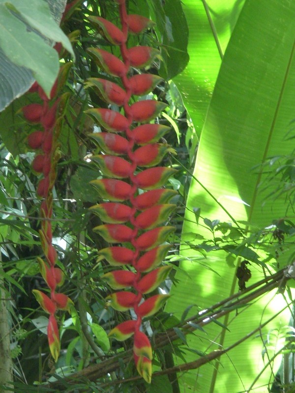 Foto: patujú bandera - Suapi (La Paz), Bolivia