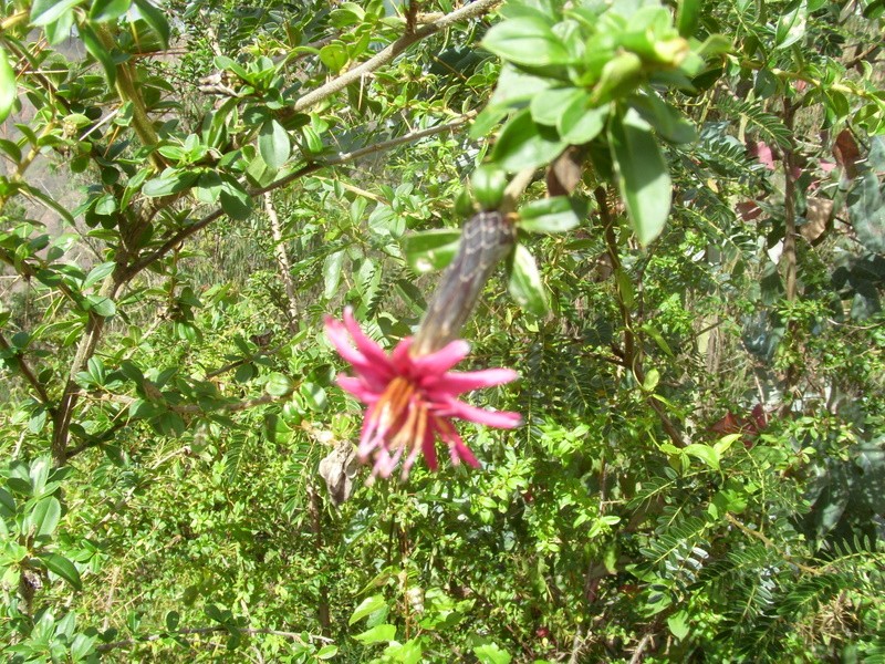 Foto: flora local - Chuma (La Paz), Bolivia