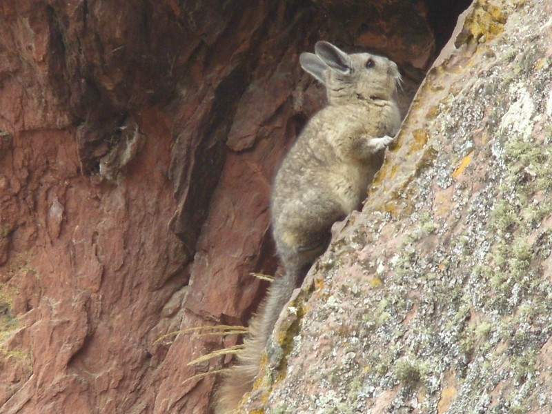 Foto: chinchilla andina - Wila Cala (La Paz), Bolivia