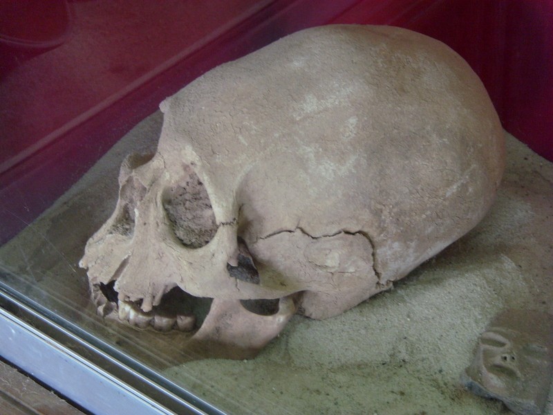 Foto: cráneo anómalo; Museo Arqueológico - Kusijata (La Paz), Bolivia