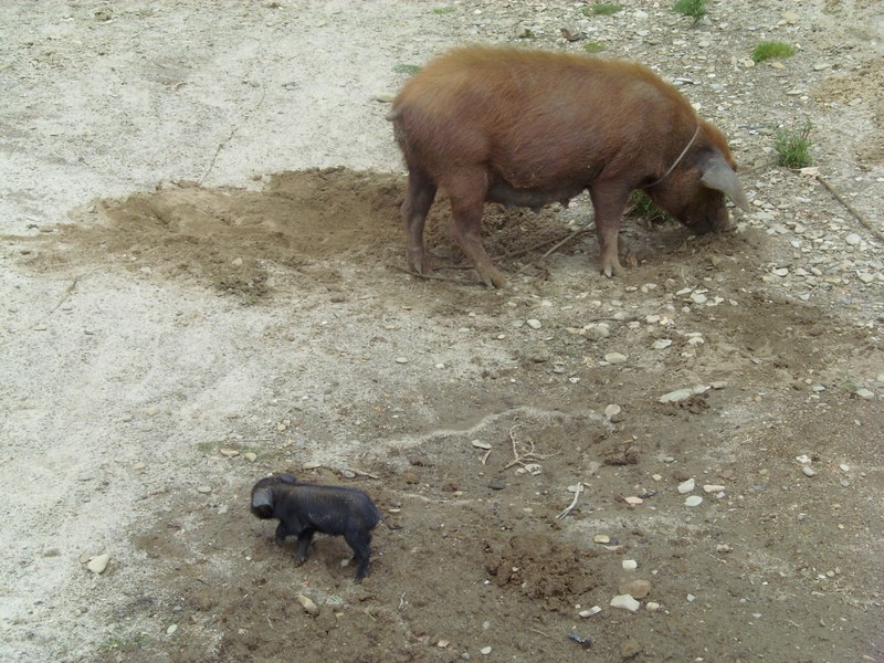 Foto de Isla del Sol, lago Titicaca (La Paz), Bolivia