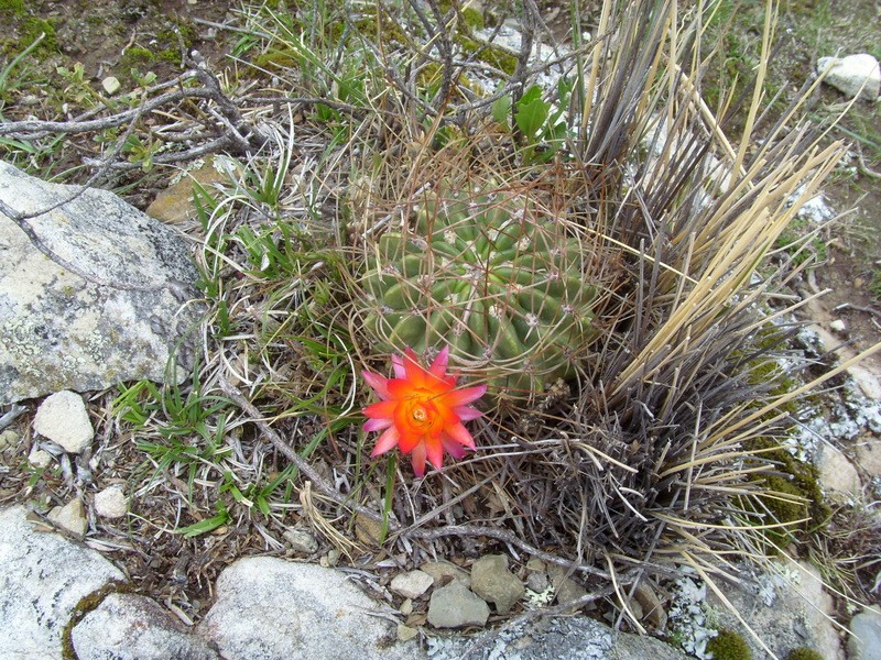 Foto de Isla del Sol, lago Titicaca (La Paz), Bolivia