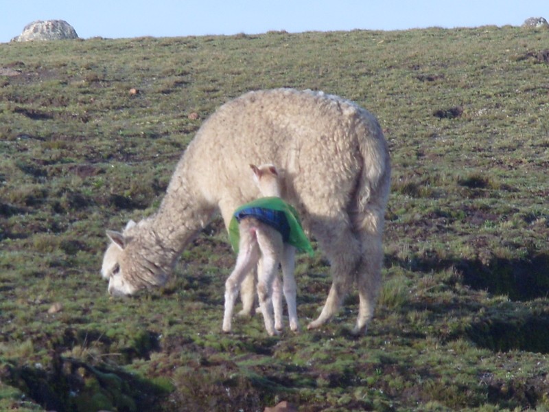 Foto: alpacas - Wila Cala (La Paz), Bolivia