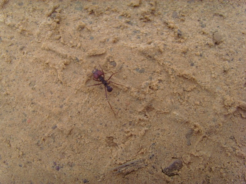 Foto de San Buenaventura (La Paz), Bolivia