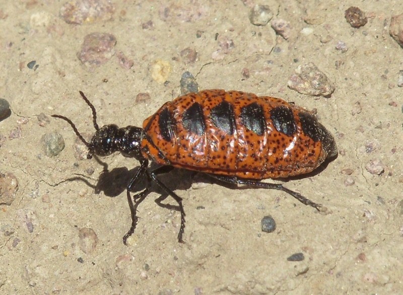 Foto de Toke Ajllata (La Paz), Bolivia