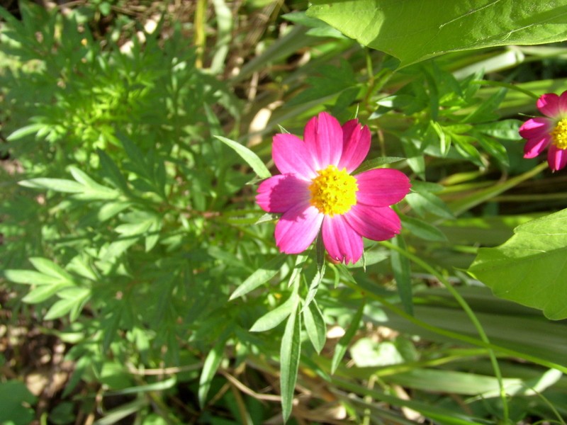 Foto de Suapi (La Paz), Bolivia