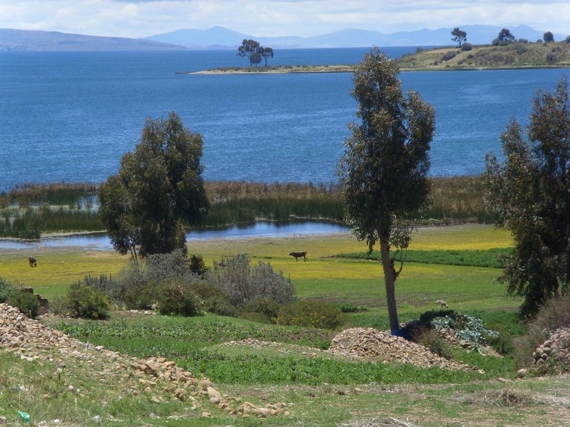 Foto: lago Titicaca - Sahuiña (La Paz), Bolivia