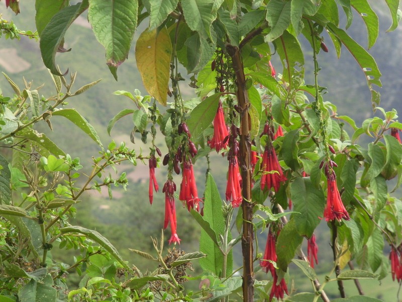 Foto: flora local - Chuma (La Paz), Bolivia