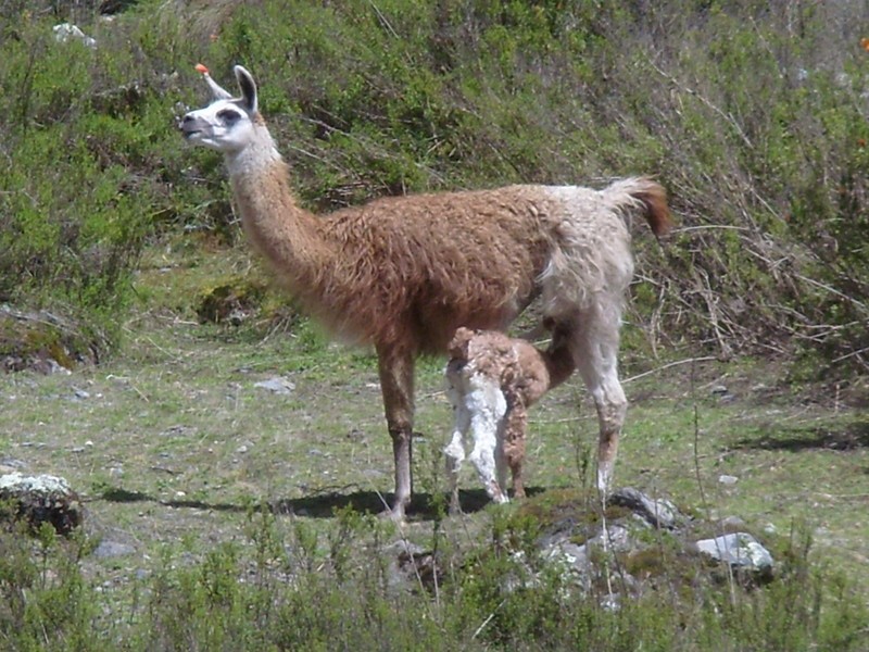 Foto de Aguas Blancas (La Paz), Bolivia