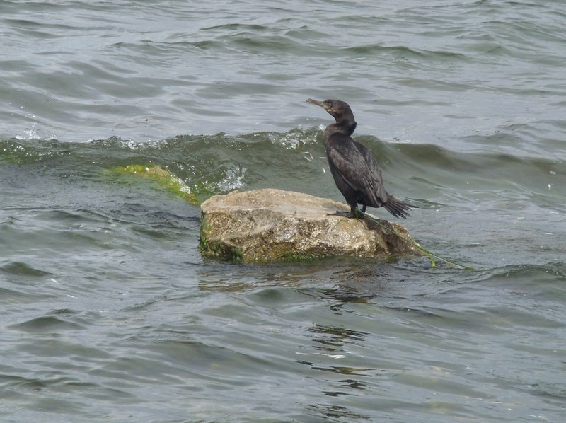 Foto: cormorán - Isla del Sol, lago Titicaca (La Paz), Bolivia