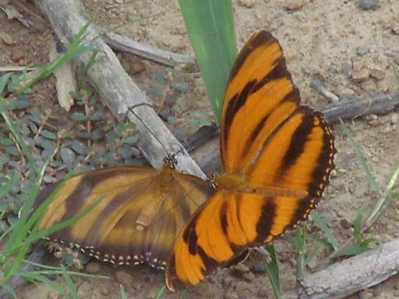 Foto de San Buenaventura (La Paz), Bolivia