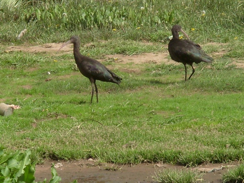 Foto: ibis - Puerto Acosta (La Paz), Bolivia