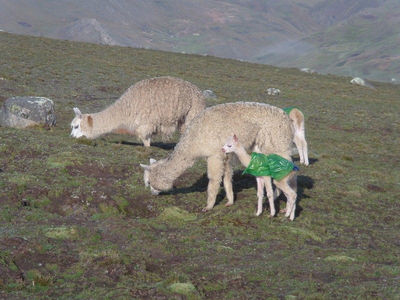Foto: alpacas - Wila Cala (La Paz), Bolivia