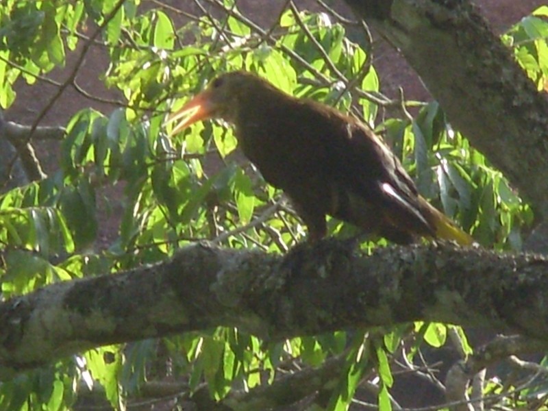Foto de Teoponte (La Paz), Bolivia