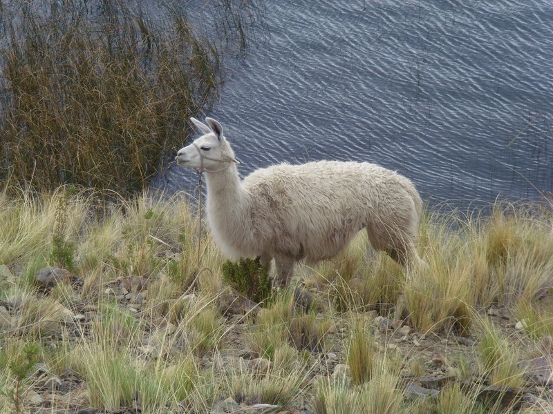 Foto: Llama junto al lago Titicaca - Zona de Copacabana (La Paz), Bolivia