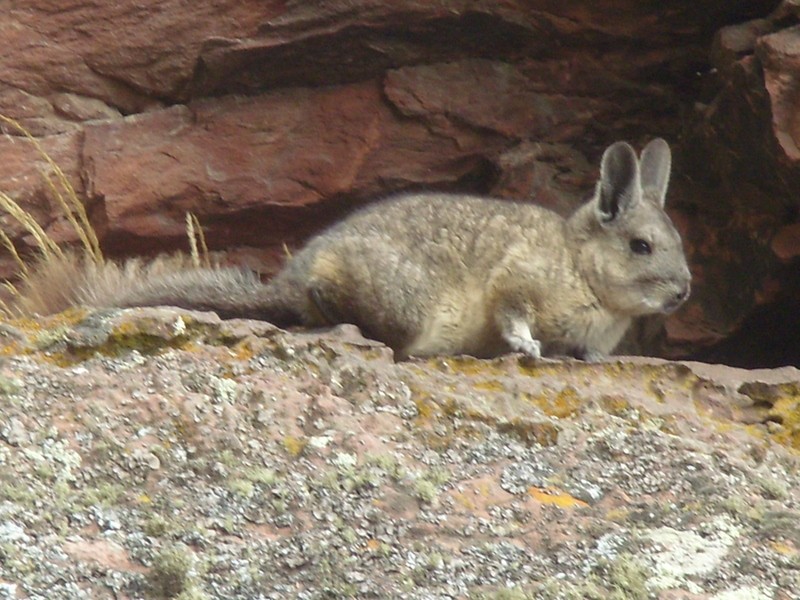 Foto: chinchilla andina - Wila Cala (La Paz), Bolivia