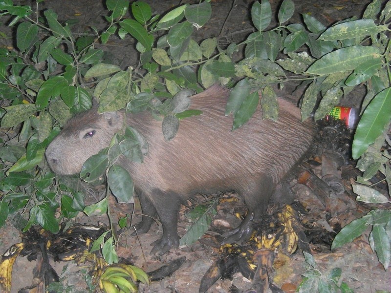 Foto: carpincho o capibara/capivara, llamado localmente capiguara - Santa Ana (La Paz), Bolivia