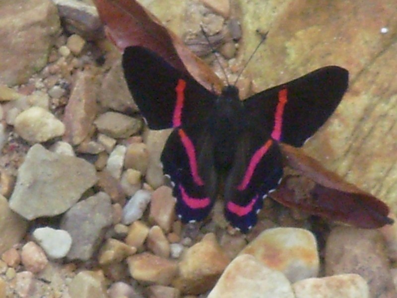 Foto de Tumupasa (La Paz), Bolivia