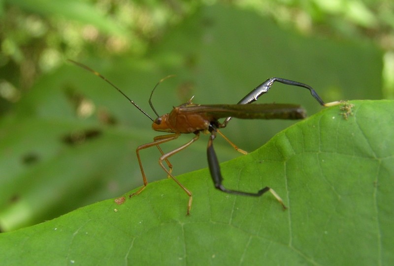 Foto de Tumupasa (La Paz), Bolivia