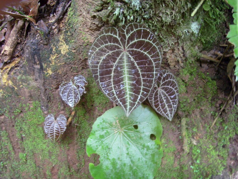 Foto de Rurrenabaque (El Beni), Bolivia