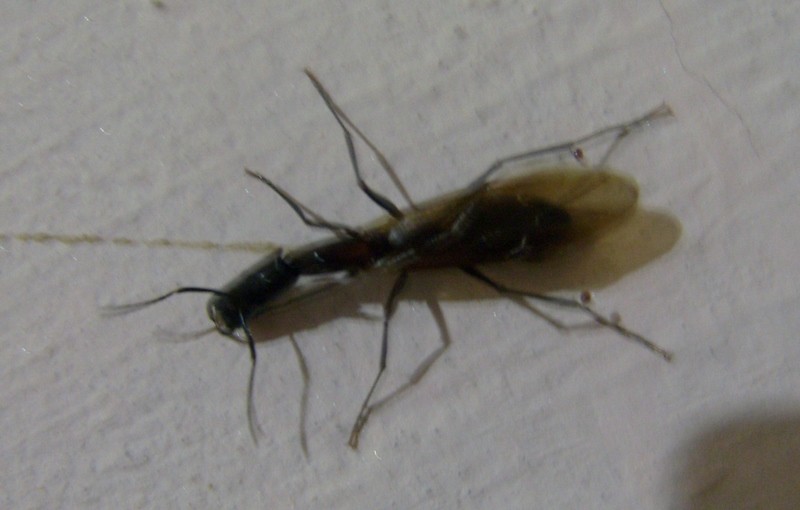 Foto de Tumupasa (La Paz), Bolivia