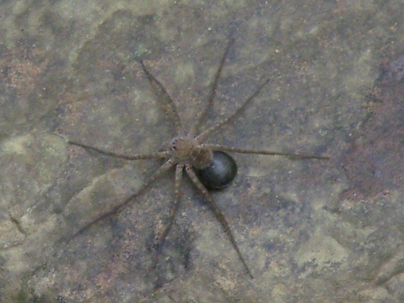 Foto de Tumupasa (La Paz), Bolivia