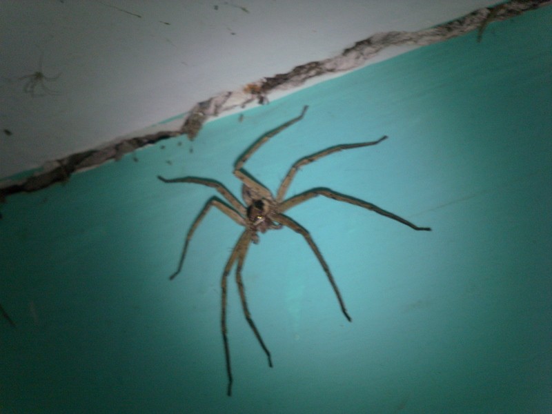 Foto de Ixiamas (La Paz), Bolivia